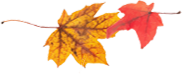 Autumn leaves