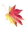 Falling leaf